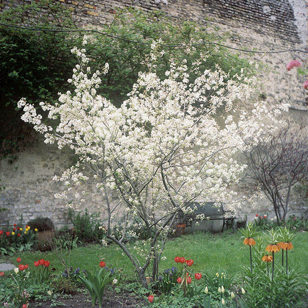 Felsenbirne - Die Grten der Anderen Nr.6 - Zeit Magazin 10. Mai 2018 / Die Grten der Anderen (6) / 53
	  - All rights reserved. Copyright: Anne Schwalbe